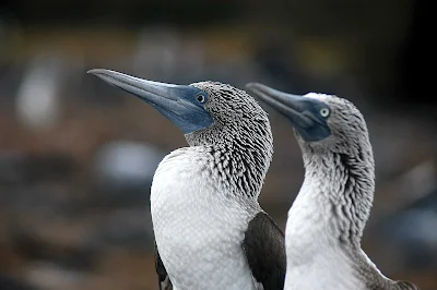  Blue-footed boobies, spotted in the Galápagos Islands during a Lindblad Expedition.