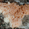 Slime Mold Plasmodium
