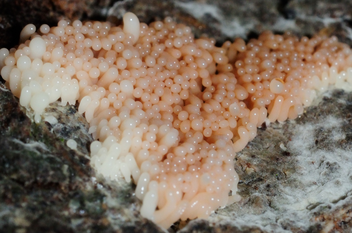 Slime Mold Plasmodium