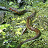 Red-bellied Watersnake