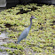 Little Blue Heron