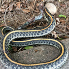 Garter Snake