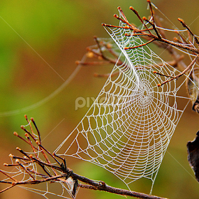 by Shrikrishna Bhat - Nature Up Close Webs