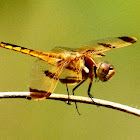 Painted skimmer, male