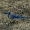 Northern Blue Jay