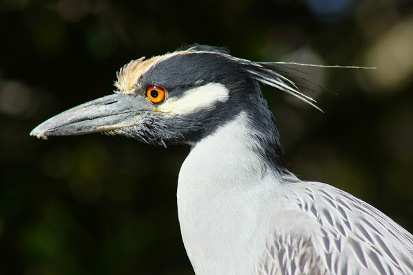 yellow crowned knight heron | Project Noah