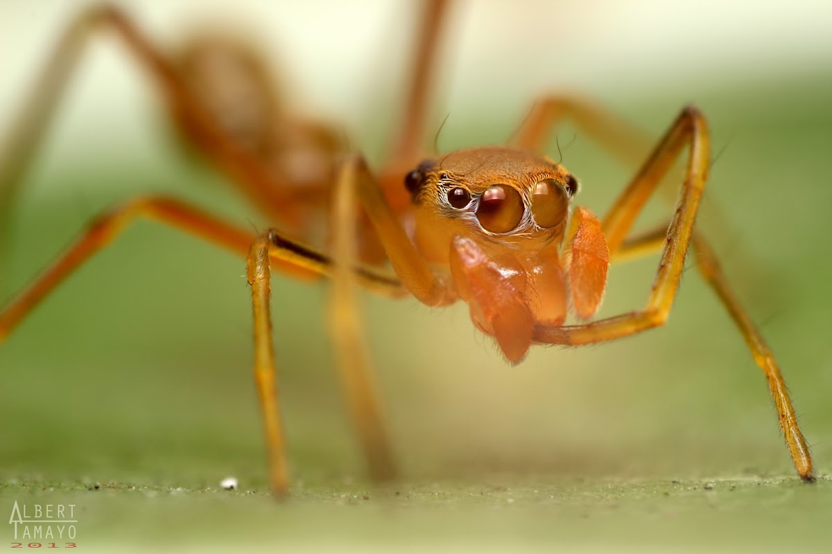 Ant-Mimic Spider