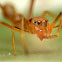 Ant-Mimic Spider