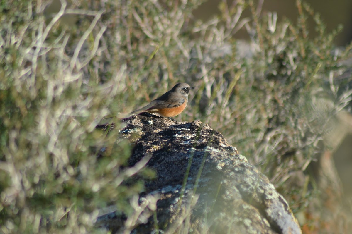 Daurian Redstart