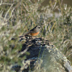 Daurian Redstart