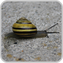 Snail Trail GPS Sports Tracker