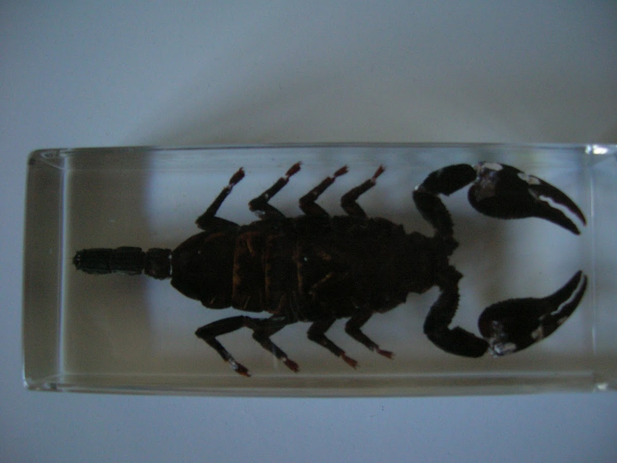 Malaysian Forest Scorpion (preserved)