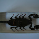 Malaysian Forest Scorpion (preserved)