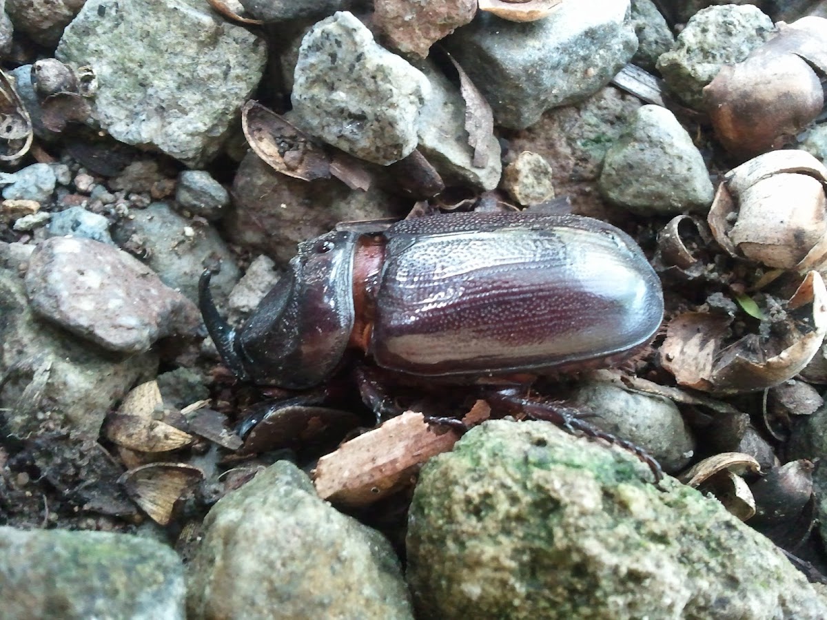 Rhinoceros beetle - Nashornkäfer