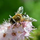 Hoverfly