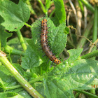 Tawny Coster Caterpillar