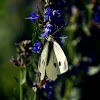 Small white