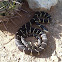 Common Kingsnake