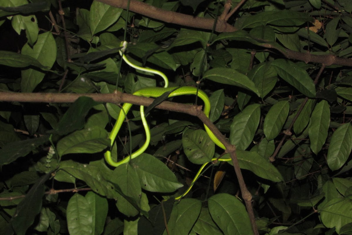 Green Whip Snake