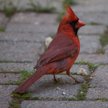 The Cardinal Rule - North Eastern US