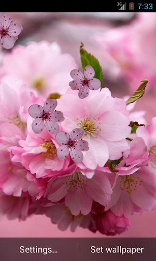 Cherry Flower Live Wallpaper