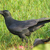 Indian Jungle crow