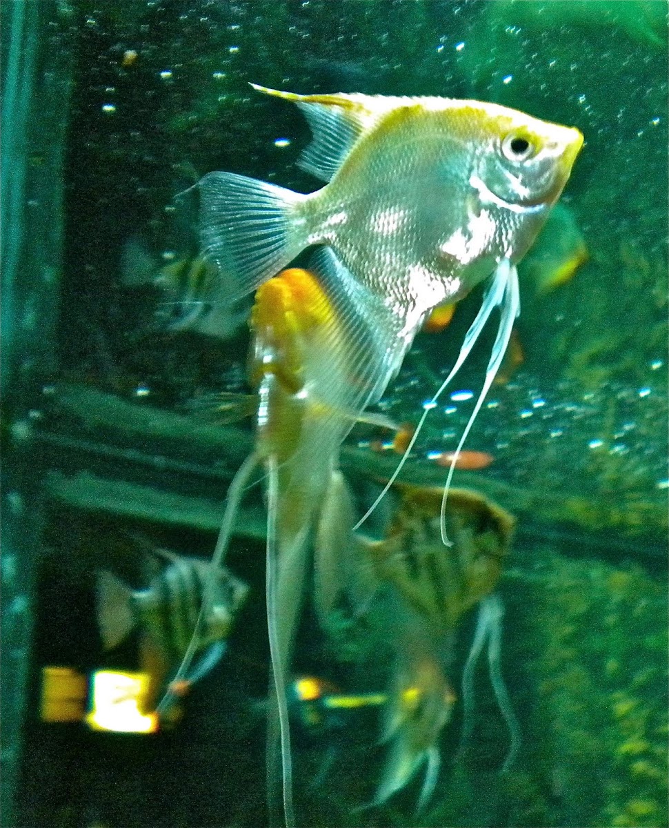 Golden Angel Fish