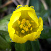 Winter Aconite