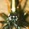 Large Jawed Jumping Spider