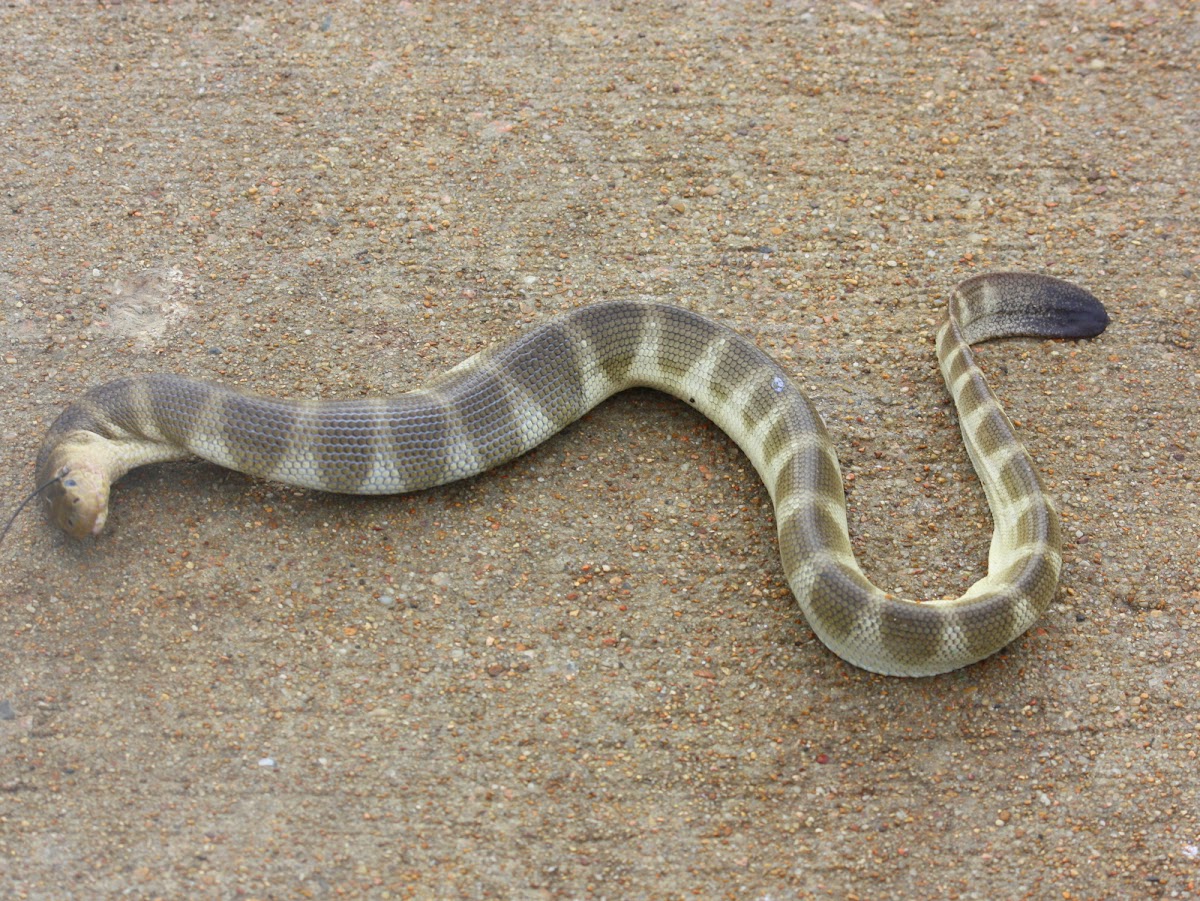 Spine-bellied sea snake