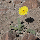 Bluish-fruited Oxtongue