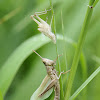 Shorthorn (Short Antennae) Grasshopper