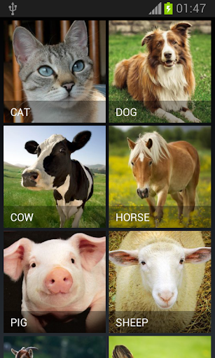 Farm Animals