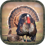 Turkey Hunting Calls Apk