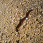 Terrestrial flatworm