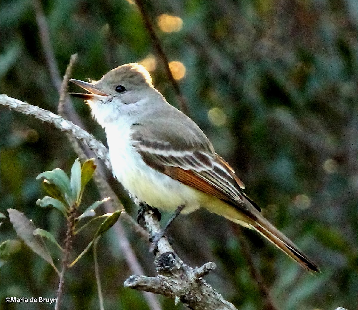 Ash-throated flycatcher