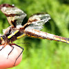 12-Spotted Skimmer Dragonfly
