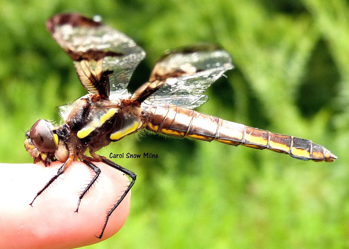 12-Spotted Skimmer Dragonfly