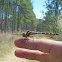 Brown Spiketail