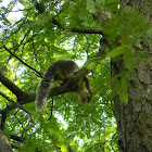 Grizzled Indian Squirrel