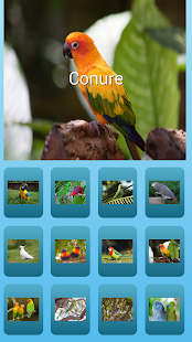 Free parrot sound effects APK for Android