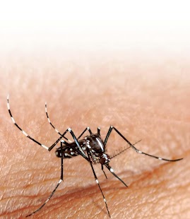 How to get Dengue Fever patch 1.0 apk for laptop