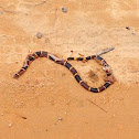 Eastern coral snake