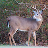 White tailed deer (buck)