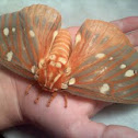 Royal walnut moth 