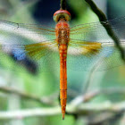 Coral-tailed Cloudwing