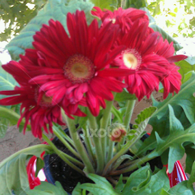 Out in the garden by Lilly Revheim - Instagram & Mobile iPhone