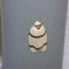 Striped Footman Moth