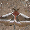 Emperor Moth or Cabbage Tree Emperor