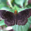 Golden-snouted Scallopwing
